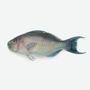 Рыба Попугай индийский океан, ~0.5-1кг Шри-Ланка