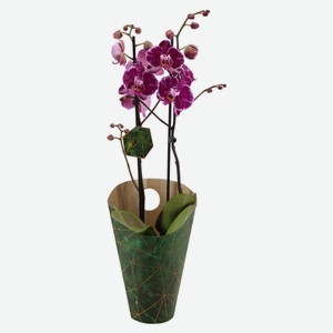 Орхидея Фаленопсис Бинти в подкавере 2 ствола, d 12 h 60 см