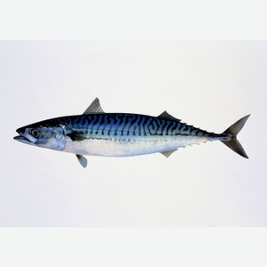Рыба скумбрия атлантическая 300-500 с/г с/м вес.1кг ЦФ