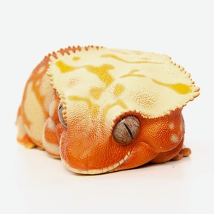 Коллекционная фигурка геккона-бананоеда EXOPRIMA, оранжево-желтая