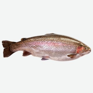 Рыба охлажденная потрошеная форель радужная 0,2-0,4кг Невод Кубани вес