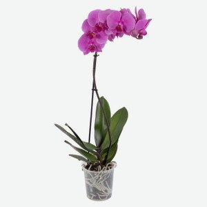 Орхидея Фаленопсис 1 стебель, d 12 h 55 см