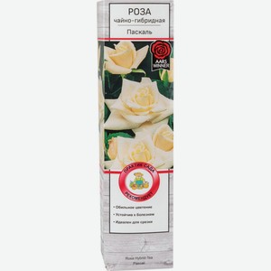 Роза чайно-гибридная Агрофирма Поиск сорт Паскаль