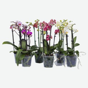Орхидея «ЕИС Логистик» мультифлора 1 стебель, d 12 h 40 см
