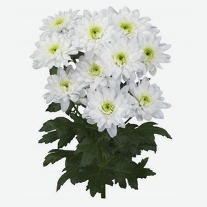 Хризантема кустовая «Флобас» h 40 см, 1 шт