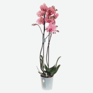 Орхидея Фаленопсис 2 ветки, d 12 h 55 см