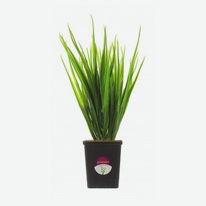 Растение искусственное Greener Осока Бани кашпо, 25 см
