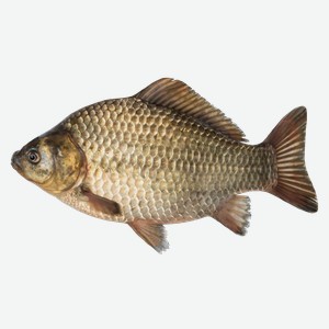 Рыба охлажденная карась непотрош 200-500 г Невод Кубани вес