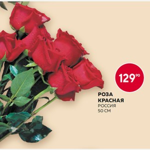 Роза Красная 50см