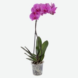 Орхидея Фаленопсис микс 1 ветка, d 12 h 60 см