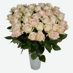 Роза Florentika h 80 см, 1 шт