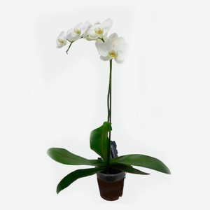 Орхидея Фаленопсис 1 ветка, d 12 h 55 см