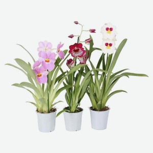 Орхидея «ЕИС Логистик» Мильтония 1 ветка, d 12 h 40 см