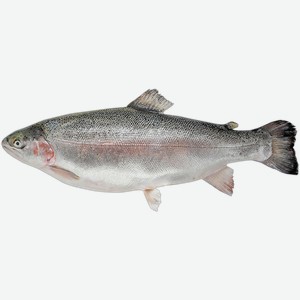 Рыба охлажденная для заказов форель мурманская 3-4 кг РРК вес