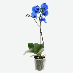 Орхидея «Цветы Московского» Фаленопсис 1 ветка, d 12 h 60 см