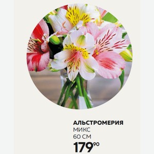 Цветок Альстромерия Микс