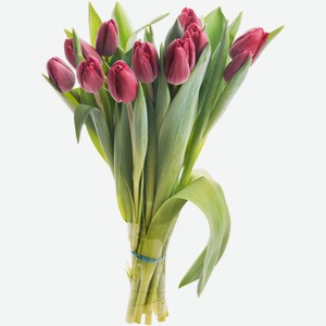 Букет цветов тюльпаны Премиум, 11шт