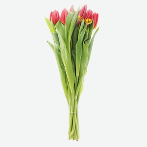 Букет тюльпанов, 9шт цветовая палитра в ассортименте Россия