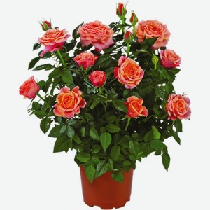 Цветы Роза Кордана d-10.5 в горшке