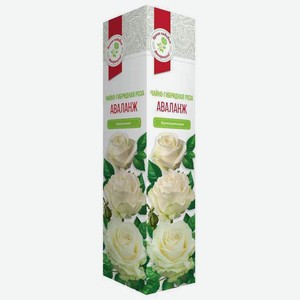 Растение Роза Аваланж чайно-гибридная в коробке Россия, 40 см