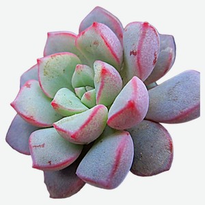 Эхеверия Fleur de Lis Розе, d 6 h 7 см