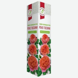 Растение Роза Рене Госсини чайно-гибридная в коробке, 40 см