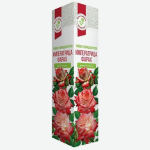 Растение Роза Императрица фарах чайно-гибридная в коробке, 40 см