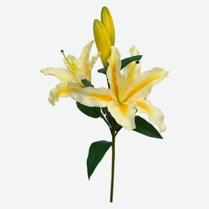 Лилия ветвь 4 цветка белая с желтым h 90 см