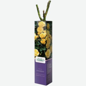 Роза саженец премиум в коробке вид и сорт, в ассортименте, 7×7×40 см