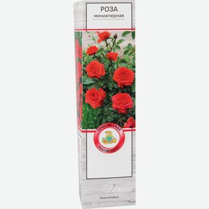 Роза миниатюрная Агрофирма Поиск сорт Райзен Шайн