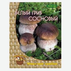Мицелий грибов Белый гриб «Поиск» Сосновый, 60 мл